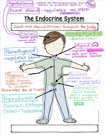 endocrine system notes