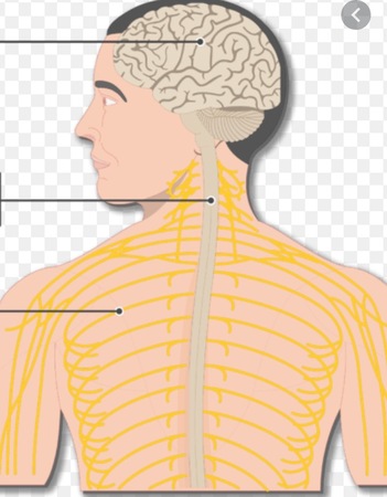 nervous system diagram