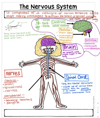 Mrs. Bretz's nervous system notes